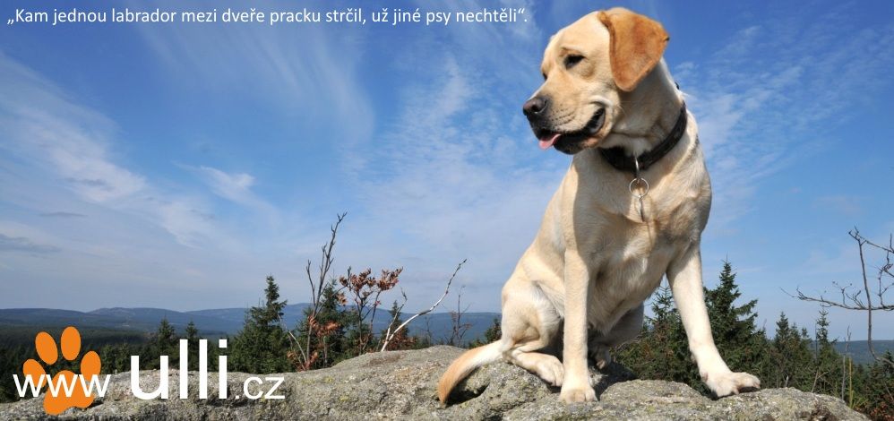 Ulli: Čertovy hlavy u Želíz- procházka nejen s labradory